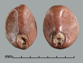  Ipomoea aquatica.  Seeds with a round, indented hilum with dense hairs. Photo by Julia Scher, USDA-APHIS-PPQ.