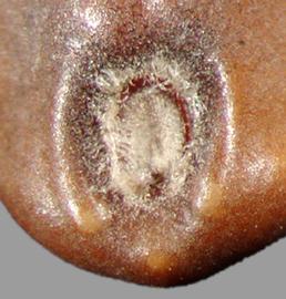  Ipomoea aquatica.  Seeds with a round, indented hilum with dense hairs. Photo by Julia Scher, USDA-APHIS-PPQ.