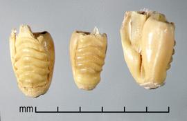  Ischaemum rugosum.  Outer glume with large transverse ridges. Photo by Julia Scher, USDA-APHIS-PPQ.