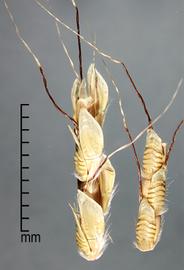  Ischaemum rugosum.  Spikelets. Photo by Julia Scher, USDA-APHIS-PPQ.