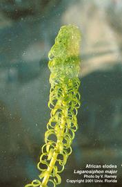  Largarosiphon major . Photo by Julia Scher, USDA-APHIS-PPQ.
