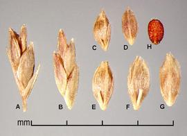  Lepthochloa chinensis.  Pubescent florets and a brown caryopsis. Photo by Julia Scher, USDA-APHIS-PPQ.