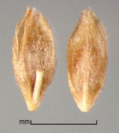  Leptochloa chinensis . Pubescent florets. Photo by Julia Scher, USDA-APHIS-PPQ.