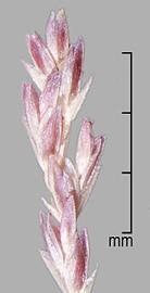  Leptochloa chinensis.  Spikelets. Photo by Julia Scher, USDA-APHIS-PPQ.