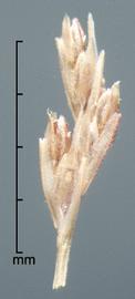  Leptochloa filiformis.  White pubescent florets. Photo by Julia Scher, USDA-APHIS-PPQ.