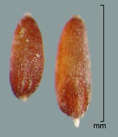  Leptochloa filiformis.  Caryopsis is dark brown, obovate, and the surface is striate. Photo by Julia Scher, USDA-APHIS-PPQ.