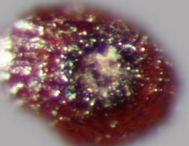  Limnophila sessiliflora.  Seeds with a hilum that is circular and square with the base. Photo by Julia Scher, USDA-APHIS-PPQ.