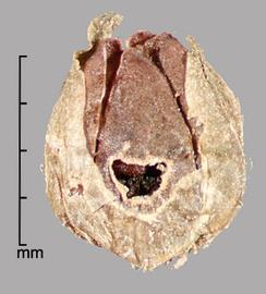  Limnophila sessiliflora.  Seeds in capsules. Photo by Julia Scher, USDA-APHIS-PPQ.