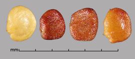  Lycium ferocissimum.  Seeds are not totally flat; they have a small twist. Photo by Julia Scher, USDA-APHIS-PPQ.