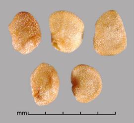 Lycium ferocissimum.  Seeds are not totally flat; they have a small twist. Photo by Julia Scher, USDA-APHIS-PPQ.