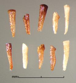  Melaleuca quinquenervia.  Brown to white seeds. Photo by Julia Scher, USDA-APHIS-PPQ.
