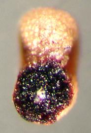  Melastoma malabathricum.  The seed embryo lies in a partial coil with the wide end terminating in the back of the hilum. Photo by Julia Scher, USDA-APHIS-PPQ.