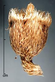  Melastoma malabathricum.  Seed capsules. Photo by Julia Scher, USDA-APHIS-PPQ.