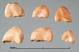  Melastoma sanguineum.  The hilum is the full width of the seed. Photo by Julia Scher, USDA-APHIS-PPQ.