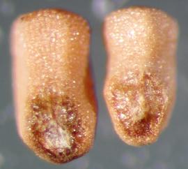  Melastoma sanguineum.  The hilum is the full width of the seed. Photo by Julia Scher, USDA-APHIS-PPQ.