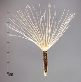  Mikania cordata.  Achenes with a pappus of many white and rough hairs. Photo by Julia Scher, USDA-APHIS-PPQ.