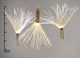  Mikania micrantha.  Achenes with white rough pappus hairs. Photo by Julia Scher, USDA-APHIS-PPQ.