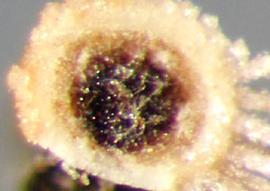  Mikania micrantha.  Achenes with round hollow scar at base. Photo by Julia Scher, USDA-APHIS-PPQ.