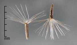  Mikania scandens.  Achenes with a white pappus of many rough hairs. Photo by Julia Scher, USDA-APHIS-PPQ.