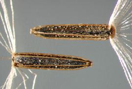  Mikania scandens.  Achenes with a round and hollow scar at the base. Photo by Julia Scher, USDA-APHIS-PPQ.