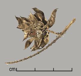  Mimosa diplotricha.  Seeds in prickly pods. Photo by Julia Scher, USDA-APHIS-PPQ.