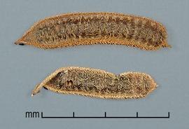  Mimosa pigra  var.  pigra . Fruits with hairs. Photo by Julia Scher, USDA-APHIS-PPQ.