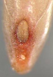  Mimosa pigra  var.  pigra . Seed hilum. Photo by Julia Scher, USDA-APHIS-PPQ.