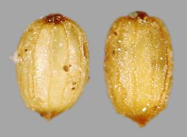  Monochoria hastata.  Seeds with large, widely-spaced, longitudinal ribs. Photo by Julia Scher, USDA-APHIS-PPQ.