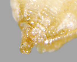  Monochoria hastata.  Seeds with a pointed hilum at the base. Photo by Julia Scher, USDA-APHIS-PPQ.