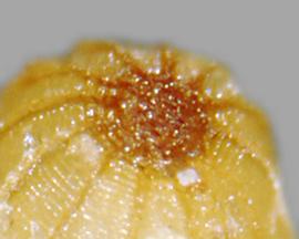  Monochoria hastata.  Seeds with ribs that join at the dark circle at the apex. Photo by Julia Scher, USDA-APHIS-PPQ.