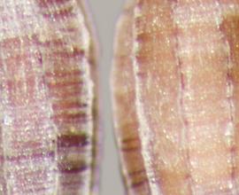  Monochoria vaginalis . True seeds with longitudinal and wide-spaced ribs with transverse stipples between ribs. Photo by Julia Scher, USDA-APHIS-PPQ.