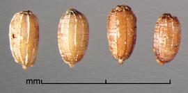  Monochoria vaginalis . True seeds with longitudinal and wide-spaced ribs with transverse stipples between ribs. Photo by Julia Scher, USDA-APHIS-PPQ.
