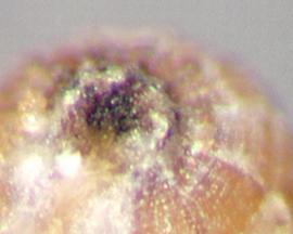  Monochoria vaginalis . True seeds with ribs that join at a dark circle at the apex. Photo by Julia Scher, USDA-APHIS-PPQ.