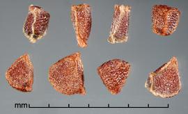  Moraea polystachya.  Seeds with ridges that sometimes have wings. Photo by Julia Scher, USDA-APHIS-PPQ.