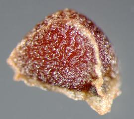  Moraea polystachya.  Seeds with uniform rugose sides and no secondary ridges. Photo by Julia Scher, USDA-APHIS-PPQ.