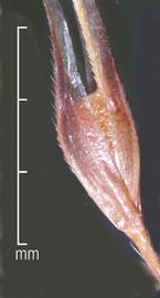  Nassella trichotoma.   Long papery glumes enclose a single floret. Photo by Julia Scher, USDA-APHIS-PPQ.