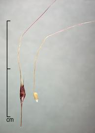  Nassella trichotoma.   Long papery glumes enclose a single floret. Photo by Julia Scher, USDA-APHIS-PPQ.