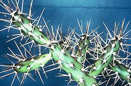  Opuntia aurantiaca . Plant. Photo by Julia Scher, USDA-APHIS-PPQ.