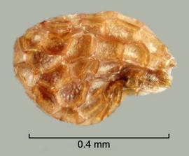  Orobanche aegyptiaca.  Irregularly shaped seeds with wide and deep reticulations. Photo by Julia Scher, USDA-APHIS-PPQ.