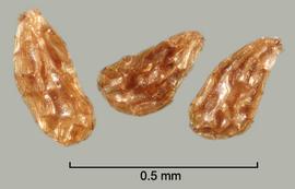  Orobanche cernua.  Deeply reticulate seeds. Photo by Julia Scher, USDA-APHIS-PPQ.