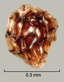  Orobanche crenata.  Seeds with reticulations that have shiny walls and bases. Photo by Julia Scher, USDA-APHIS-PPQ.