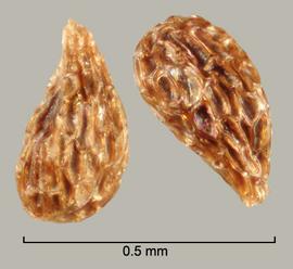  Orobanche fasciculata.  Seeds with reticulations that have shiny walls and bases.Photo by Julia Scher, USDA-APHIS-PPQ.