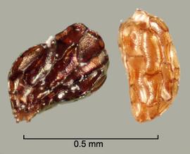  Orobanche hederae.  Seeds have reticulations have shiny walls and bases. Photo by Julia Scher, USDA-APHIS-PPQ.