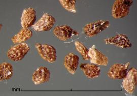  Orobanche aegyptiaca.  Irregularly shaped seeds with wide and deep reticulations. Photo by Julia Scher, USDA-APHIS-PPQ.