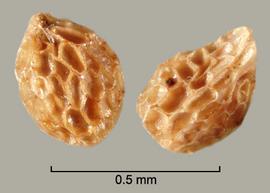  Orobanche californica.  Seeds with a small hilum on a pointed end. Photo by Julia Scher, USDA-APHIS-PPQ.