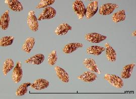  Orobanche fasciculata.  Seeds with reticulations that have shiny walls and bases.Photo by Julia Scher, USDA-APHIS-PPQ.
