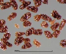  Orobanche artemisiae-campestri.  Deeply reticulate seeds. Photo by Julia Scher, USDA-APHIS-PPQ.