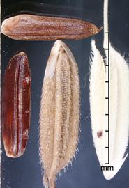  Oryza longistaminata.  The caryopsis has a red pericarp. Photo by Julia Scher, USDA-APHIS-PPQ.