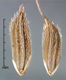  Oryza longistaminata.  Glumes are short and appressed to the base. Photo by Julia Scher, USDA-APHIS-PPQ.