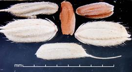  Oryza punctata.  White spikelets with caryopses that have a brown pericarp. Photo by Julia Scher, USDA-APHIS-PPQ.